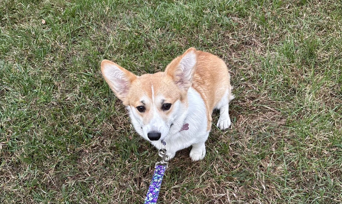 Meet Olivia. She is Oliver's littermate and Sister.