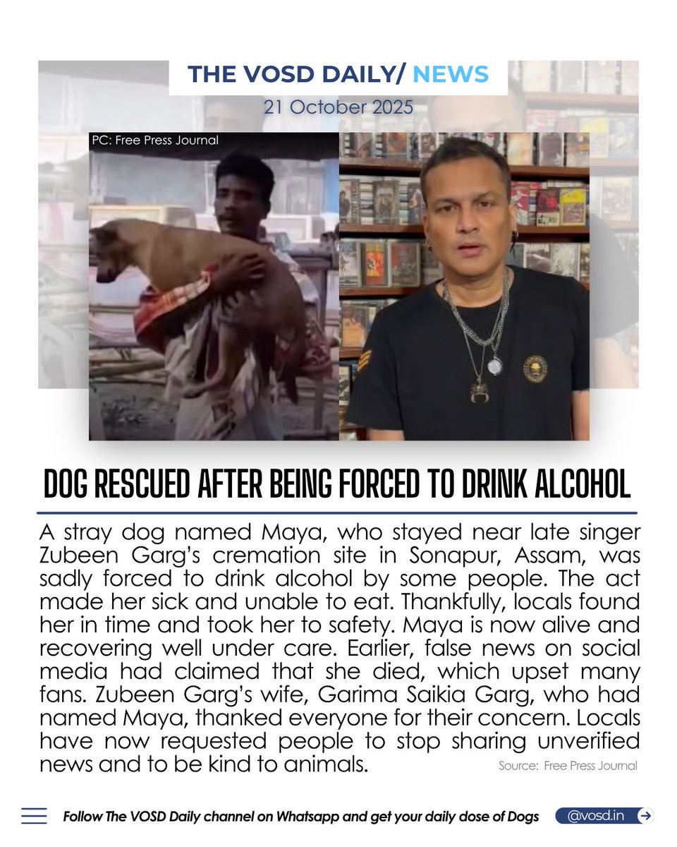 Despite the viral news, Maya is safe and finally away from her abusers.

👉🏻Join The VOSD Daily WhatsApp Channel for more: whatsapp.com/channel/0029Vb…

#TheVOSDDaily #VOSD #IndiasExpertonDogs #ZubeenGarg #Maya #AnimalAbuse
