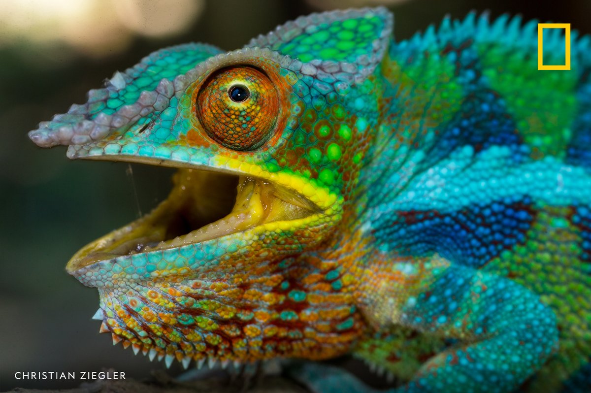 NatGeo's tweet image. This vivid panther chameleon shows just how extraordinary reptiles can be. Join us in celebrating them this #ReptileAwarenessDay