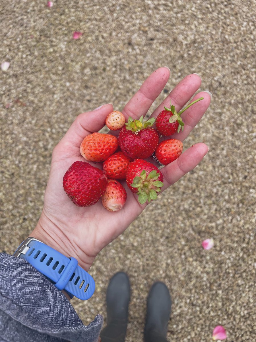 lazycrazygo's tweet image. Last “harvest “ 😍