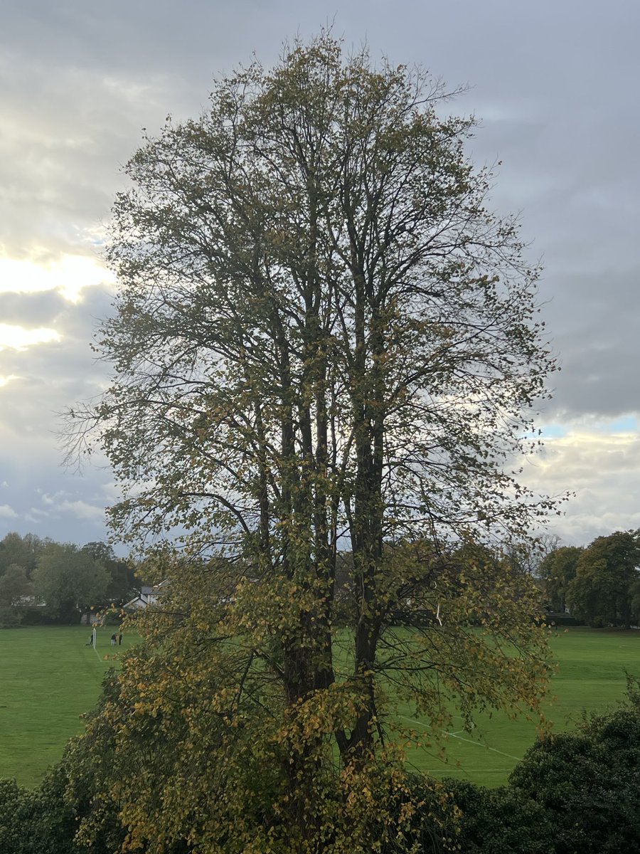 Leaves nearly gone for another year…