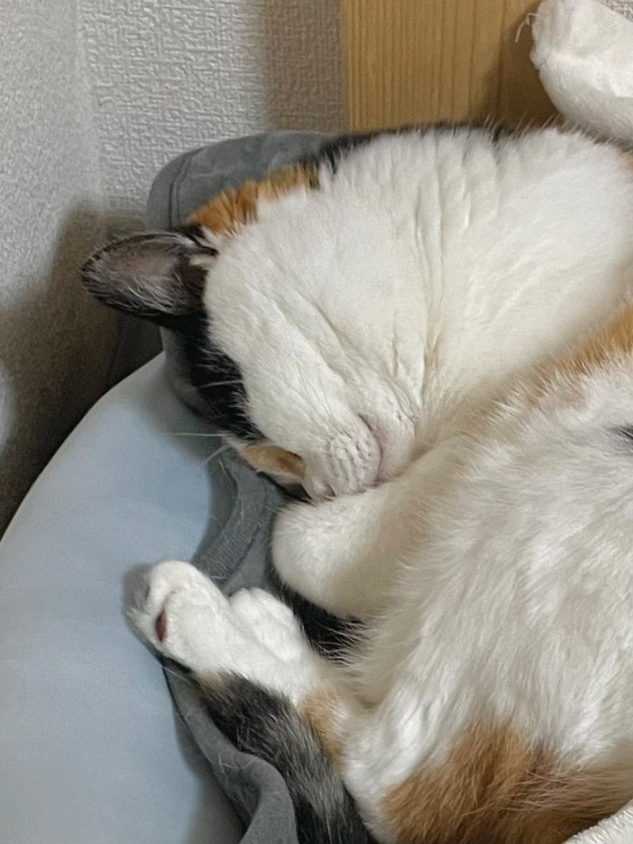 にゃんころもち (@sakura_nyancolo) / X