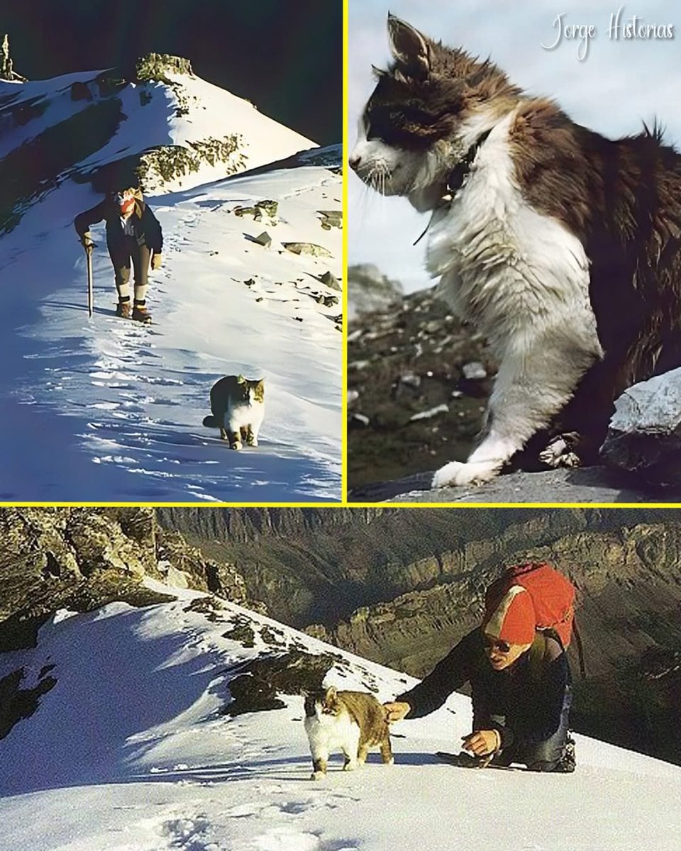 DiloConGatitoz's tweet image. En lo alto de los Alpes suizos vivía Tomba, un gato muy especial que se ganó el cariño de todos en un pequeño hotel perdido entre la nieve. Nació a finales de los años 80 y desde pequeño, parecía tener una conexión extraña con las montañas. Mientras otros gatos buscaban el calor…