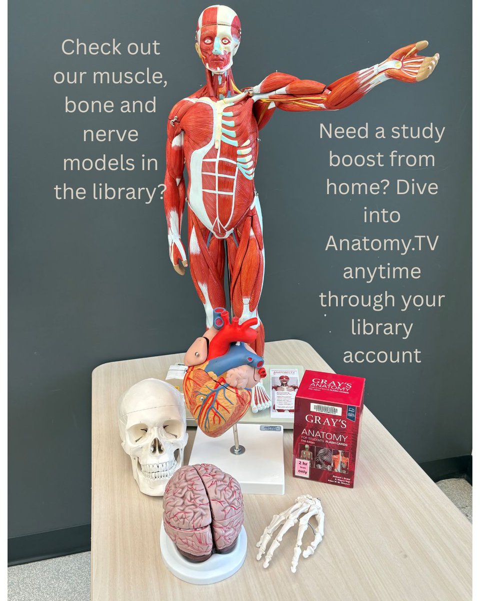 CamosunLibrary's tweet image. Check out our muscle, bone, and nerve models from the library to help with your anatomy review! Plus, Anatomy.TV is available through your library account and can be accessed anytime from home: anatomy.tv/titles