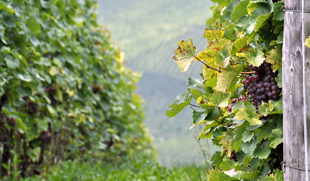 ¿Por qué son tan importantes las añadas del vino ? 🍷 🍇
cestashop.com/blog/las-anada…

#FelizMartes #Winelover #TuBodegaEnCasa #Wine #CestaBlog