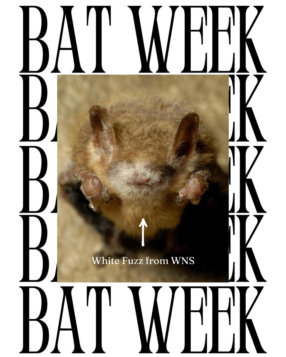 Invasive Species BC tweet media