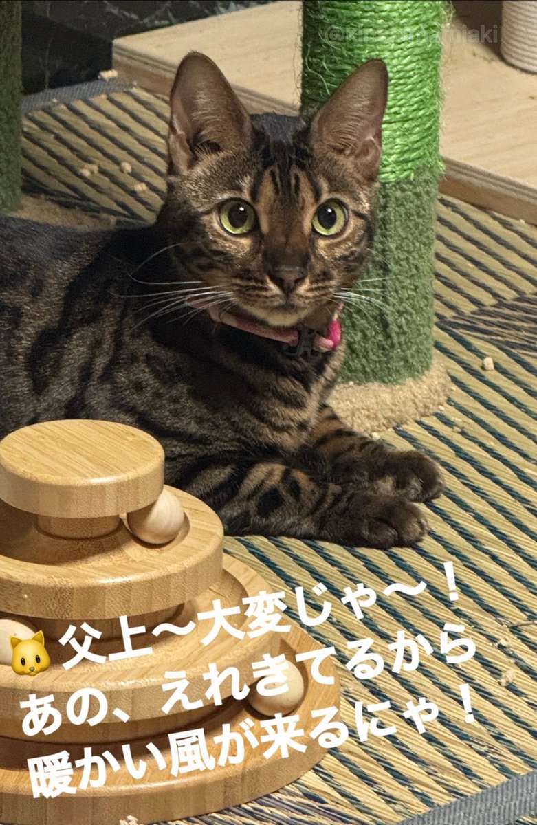 断捨離ねこ 未秋 on X