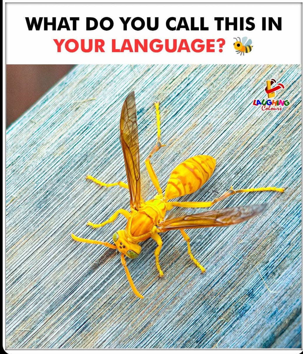dube_ashis68150's tweet image. Name this buzzing buddy 🐝

#FunnyPost #Insects #LanguageFun #BuzzBuzz #RelatableMeme #LaughingColours