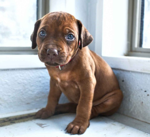 ridgebacksoftx's tweet photo. 🦊 Rhodesian Puppies 🐶 READY NOW - https://t.co/uu0NouuCTr #rhodesianridgeback #rhodesianridgebacks #rhodesianridgebackpuppy #rhodesianridgebackpuppies https://t.co/EnmiI850En
