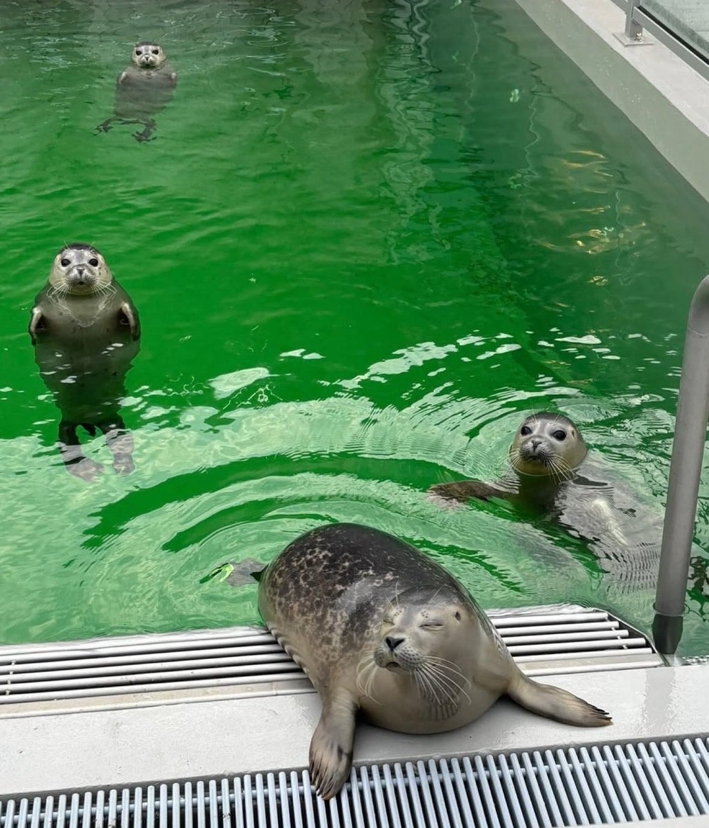 tivent_1's tweet image. the seals when you’re holding fish