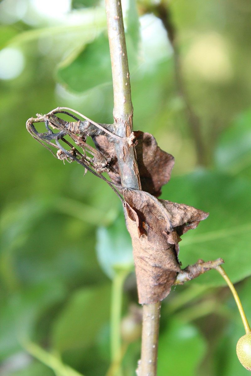 KY Plant Disease tweet media