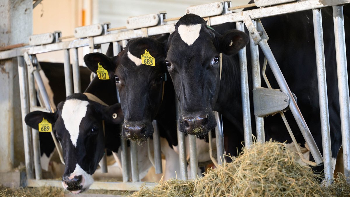 Clues from cow collars are helping keep our dairy herd hardy. The electronic monitoring system, in place since our new dairy barn opened last year, has helped reduce serious illness in the animals and kept vet students up-to-date on industry technology.
ncst.at/r69t50Xf2kB