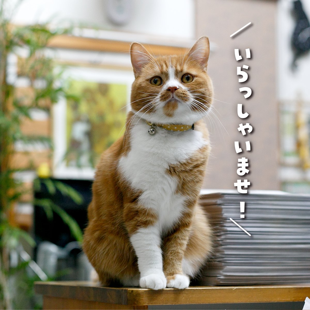 TommyYuzu's tweet image. 「いらっしゃいませ！」🐱✨
今日も元気にお客さまをお出迎え練習中🐾
ただし営業時間は気分次第😅

#シンバ日記 #看板ねこ #猫のいるお店 #癒し猫