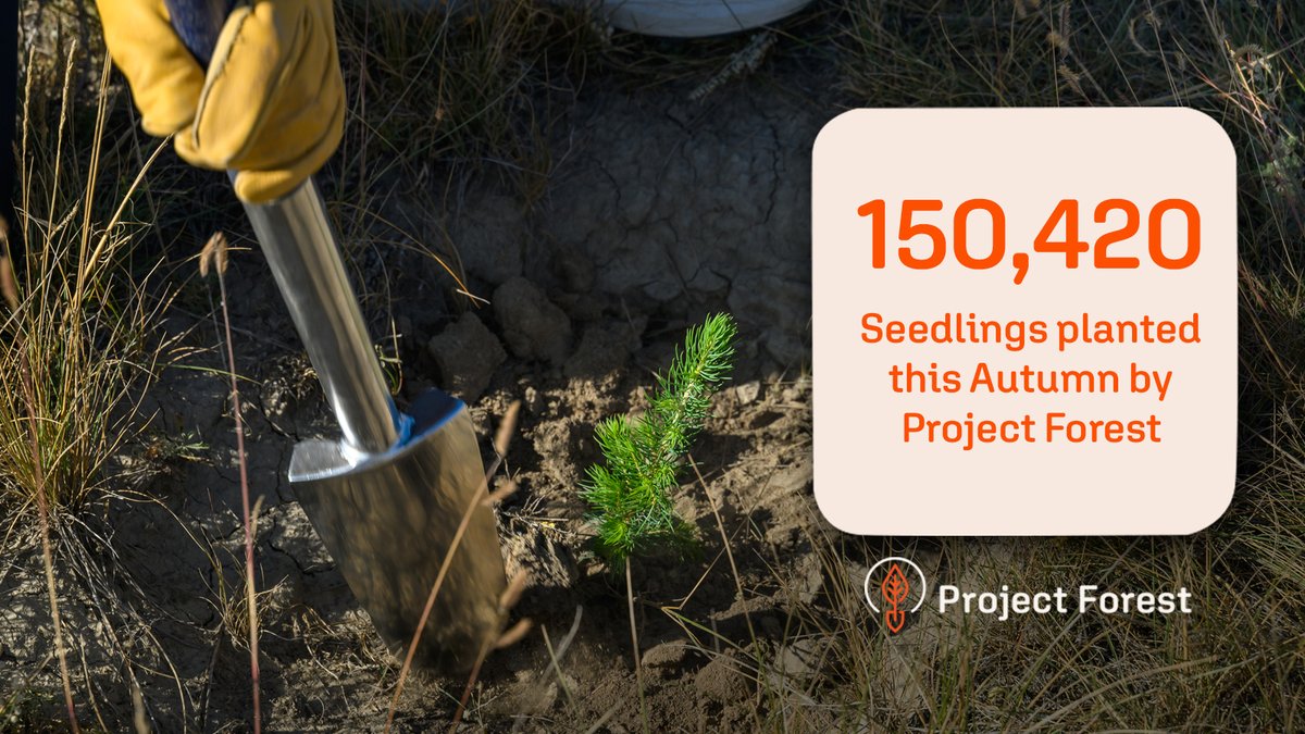 ProjectForest_'s tweet image. Did you know?  
This fall, Project Forest planted 150,420 seedlings!
Cooler air + warm soil = strong roots + resilient trees.
By spring, they’ll be ready to thrive. 🌳

Partner with us → projectforest.ca

#ProjectForest #FutureForest #GrowTogether #Autumn