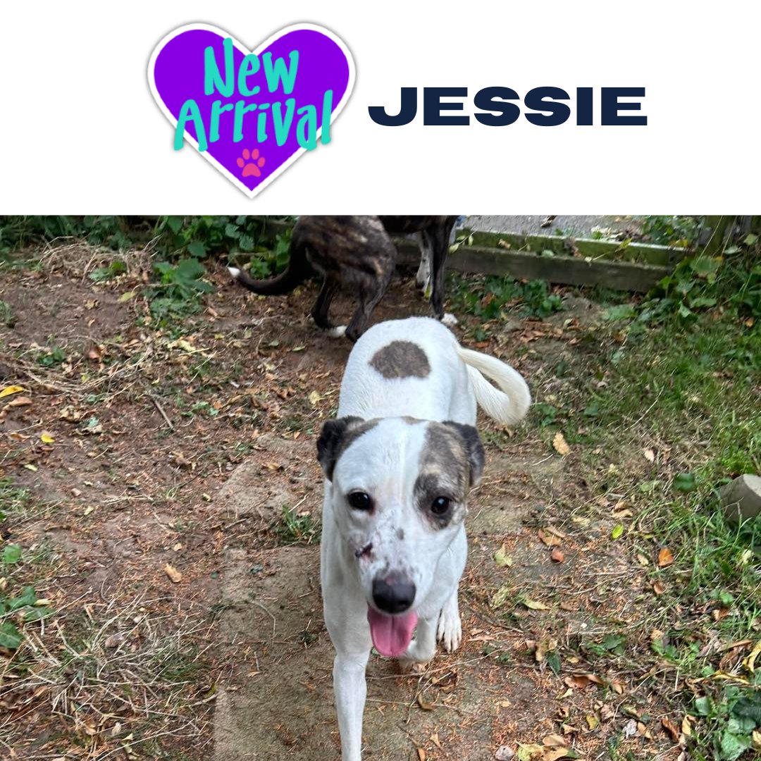 AlmostHome_Dog's tweet image. New arrival #MixedBreed Jessie almosthome.dog #NorthWales #RescueDog #dogrescue