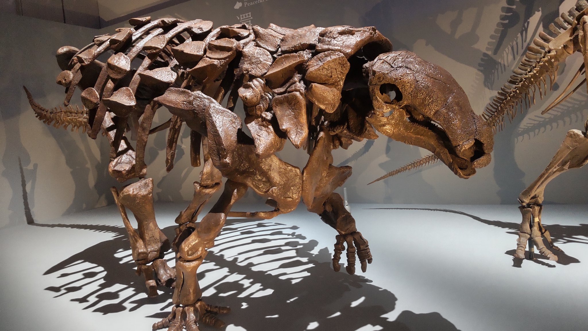 恐竜の化石　ナイフ　登録証付き 恐竜の化石 ナイフ 登録証付き