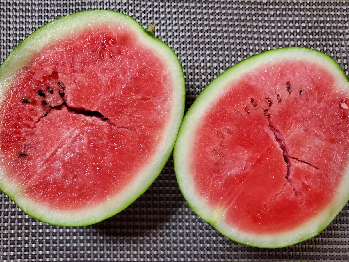 mayuko3173's tweet photo. 季節外れの“スイカ”と“ころたん”を収穫���ました��🍈
どっちもいい感じに熟れてて…どっちも美味しかったです😋
10月中旬に食べれるってすご～い🍀ｼｱﾜｾ💕 https://t.co/qXjLerVxXc