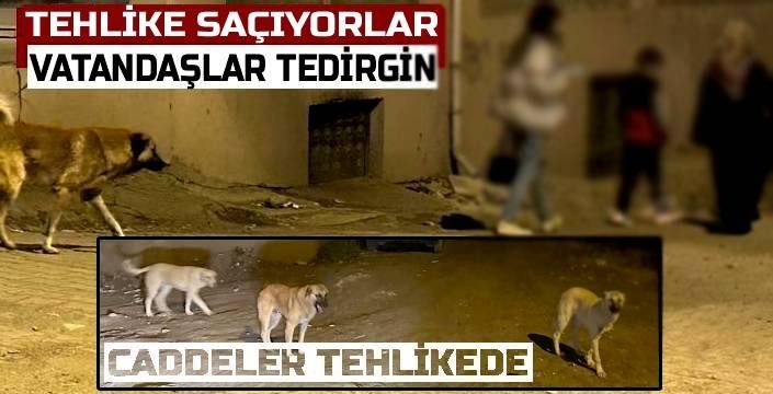 Kağızman’da Sokak Köpekleri Tehlike Saçıyor: Vatandaşlar ve Veliler Tedirgin karsguncel.com/haber/kagizman… <a href="/TC_icisleri/">T.C. İçişleri Bakanlığı</a> <a href="/KarsValiligi/">T.C. Kars Valiliği</a>