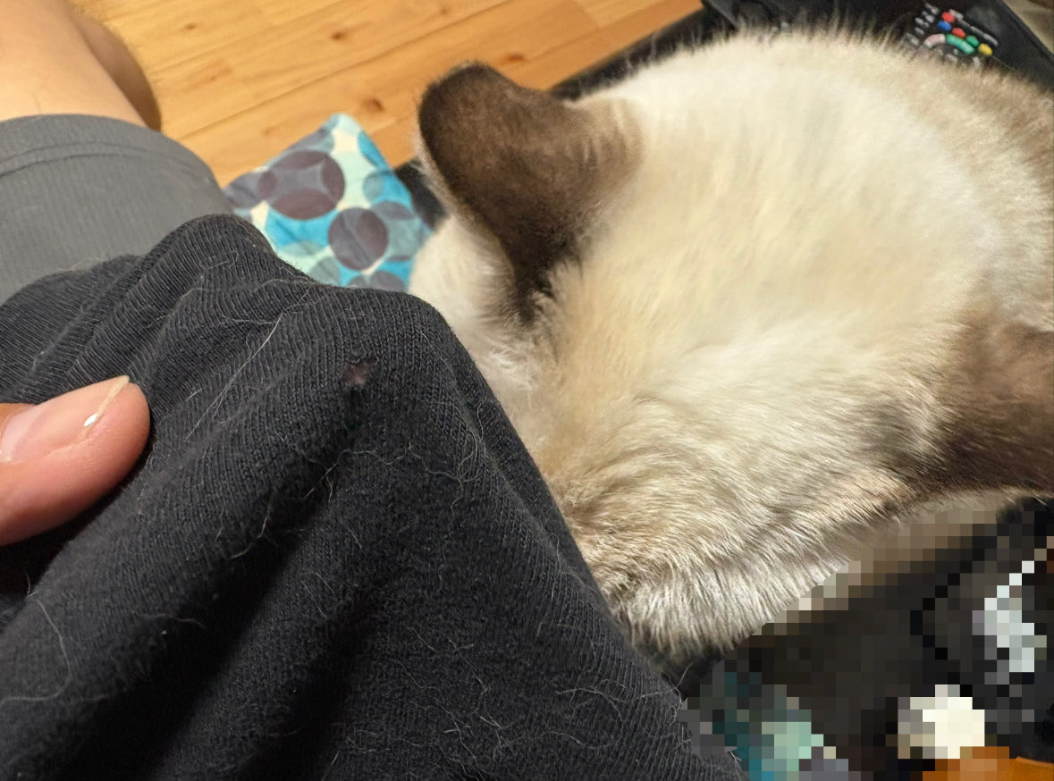 チモがTシャツ噛んだ😑
穴が開いた😩