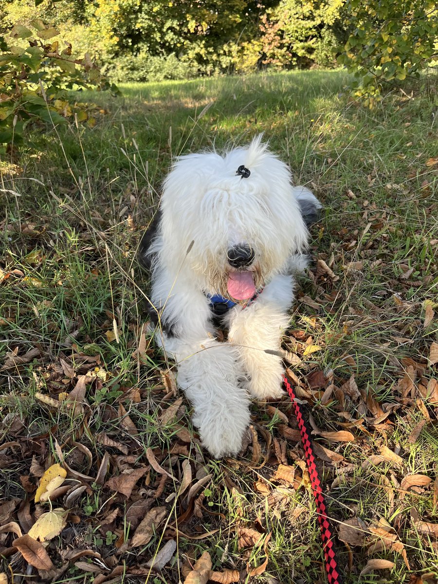 Happy #TongueOutTuesday from the community woodland! I’ll be seven months old tomorrow. 🐶🌳🐾