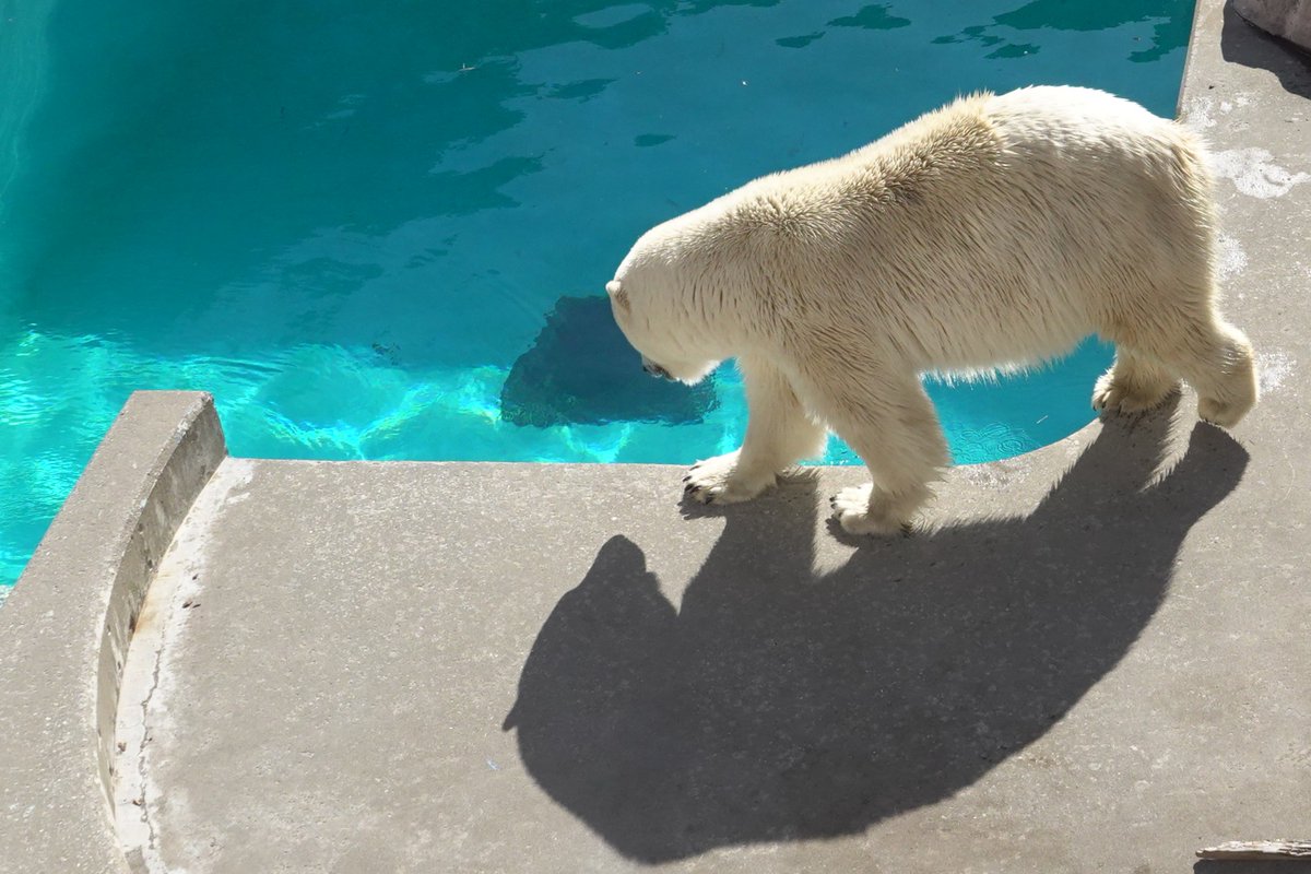 ねこさん.. (@cat_0515) / Posts / X