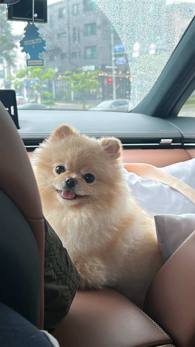 dheusbkc's tweet image. 기요미 봐주새오