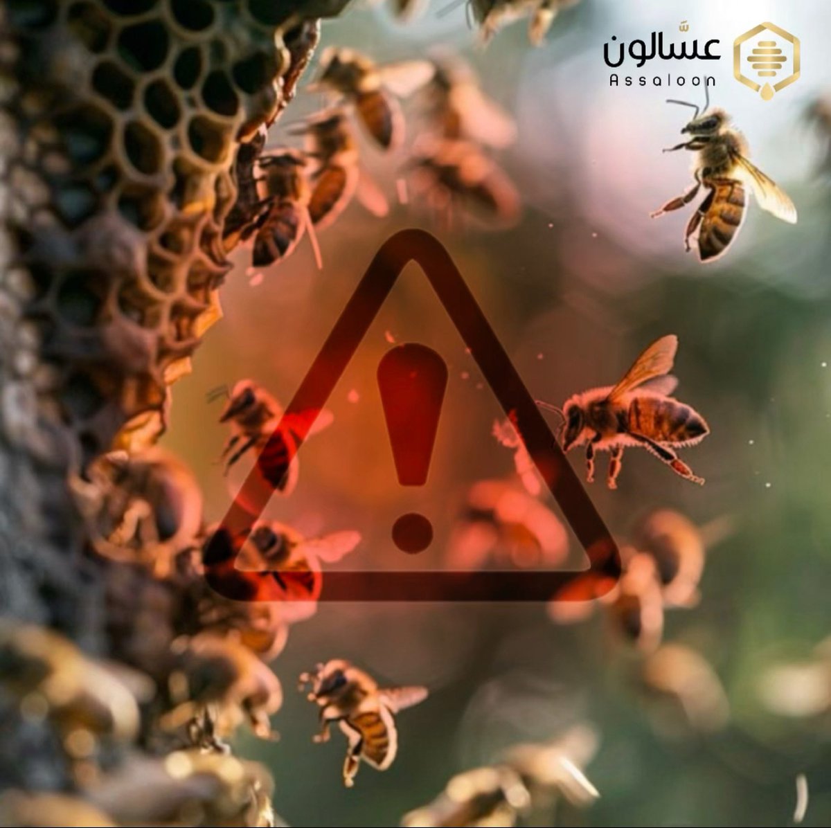 وش راح يصير اذا اختفت الملكة 🚨؟ 

راح تحس الخلية بالفراغ وتبدى بتنفيذ خطة الطوارى !  
تختار العاملات يرقة صغيرة، وتغذيها غذاء ملكي خاص، وفي أقل من 3 أسابيع تولد ملكة جديدة وتعيد نظام الخلية 👑

سبحان من ألهمهم الدقة والنظام 💛
#عسالون