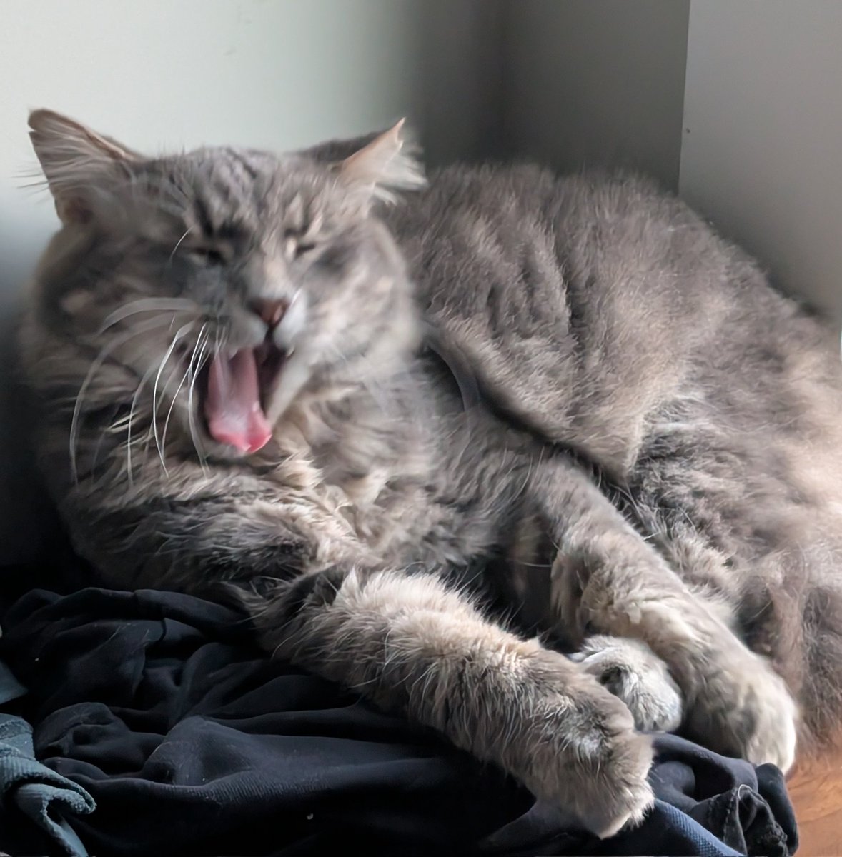 MarcusFurrelius's tweet image. Marcus needs more coffee!! ☕☕