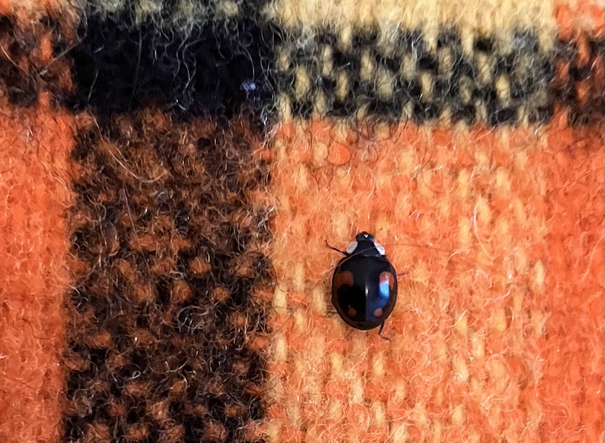 #SchoenesGegenDoofes

(Keine Sorge, ich habe ihn an einen grünen Ort draußen gebracht.)