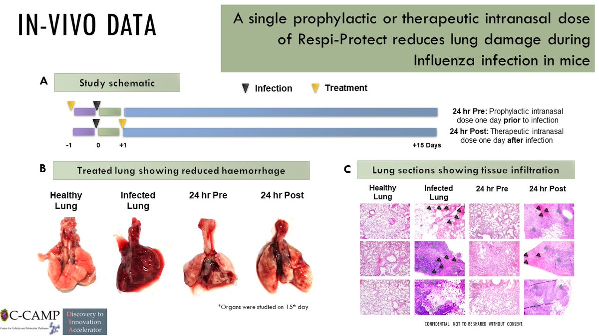 CCAMP_India's tweet photo. #TechnologyForLicensing
We are looking for industry partners to scale up a novel immunomodulator in the respiratory infection space.
Developed and translated by the CCAMP translation research programme, Respi-Protect helps to prevent and treat respiratory infections such as the flu and COVID-19 through intranasal delivery.
Respi-Protect's USP: A non-invasive, easily deliverable option for the prevention and treatment of various respiratory infections.
What is the technology?
It is an immunomodulatory peptide-based immune-boosting mechanism with broad-spectrum activity against viruses like Influenza and potentially SARS-CoV-2
How does it work?
Respi-Protect works by activating the innate immune system in the nasal mucosa, which is the initial entry point for respiratory pathogens. This activation is achieved by modulating the TLR2/4 pathways.
Studies conducted on animal models of influenza and COVID-19 have shown that Respi-Protect can serve both prophylactically and therapeutically, reducing lung damage and viral titers.
We invite #industry partners and other interested stakeholders to explore partnership opportunities with us. If you are interested in knowing more about this technology, please reach out to the CCAMP Office of Technology Transfer (#OTT):
๐งott@ccamp.res.in, dia_licensing@ccamp.res.in
๐ท080 6718 5322
@Taslimarif @BIRAC_2012 @SiemensHealth @Boehringer @Novartis @NovartisIndia @biogen @EliLillyandCo @AurigenePharma @sanofi @IndiaSanofi @Cipla_Global @ZydusUniverse @PrinSciAdvOff @PrinSciAdvGoI @DBTIndia @IndiaDST