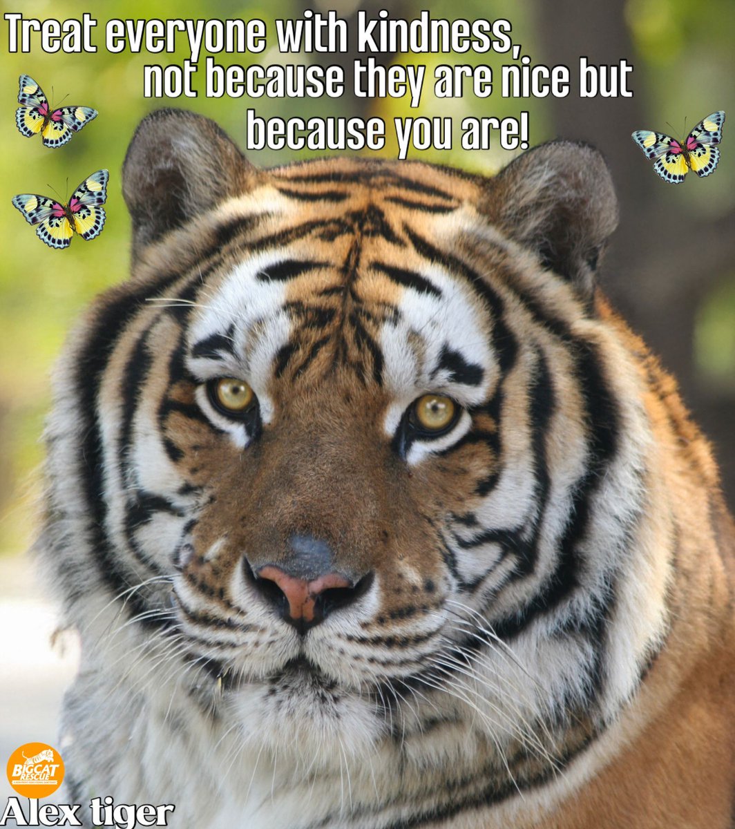 BigCatRescue's tweet photo. “Treat everyone with kindness, not because they are nice but because you are!”
#AlexTiger #BigCatRescue #Tiger #Tuesday #Kindness #KindnessMatters #KindnessQuotes #Inspire #Inspiring #Inspiration #Inspirational #InspirationalQuotes https://t.co/7HnroSDgI1