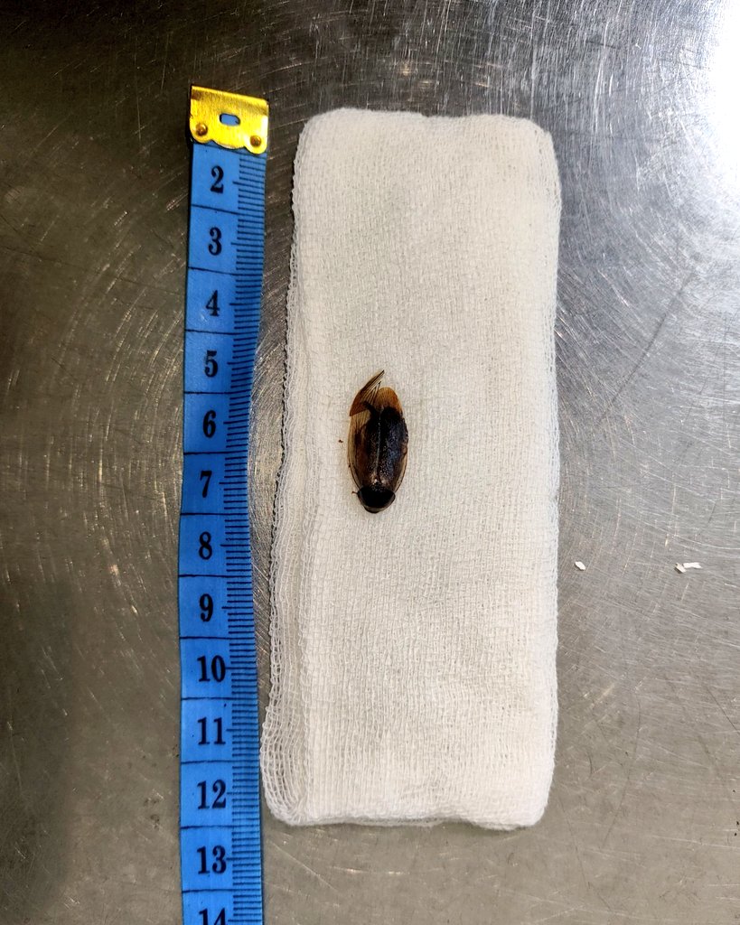 Skali2 bikin postingan berfaedah deh. Berikut sefruit peringatan buat kita smua untuk tidak tiduran di lantai. Kemasukan serangga di kuping tu gaenak loh yha. Kiri gambar gendang telinga kanan before after sy ambil tu serangga, kanan adalah serangga yang masup di dalem tu kuping.