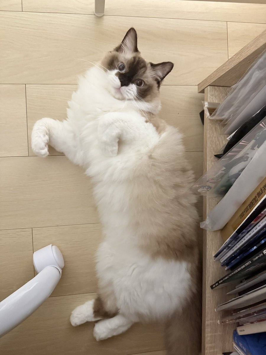 近況 最近の猫ちゃん