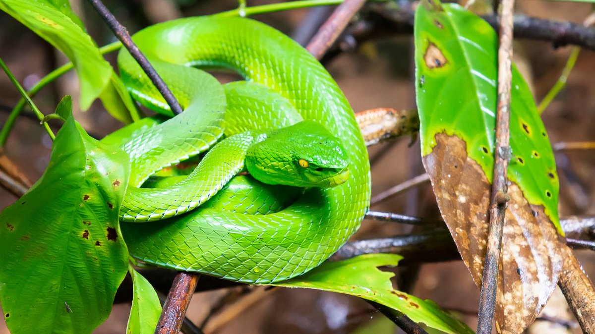 It's #NationalReptileAwarenessDay! 🐍 Snakes are important, let's appreciate the vital role they play in our ecosystems.

Join us in celebrating and protecting these misunderstood animals. Learn more, support our work, and promote peaceful coexistence: savethesnakes.org