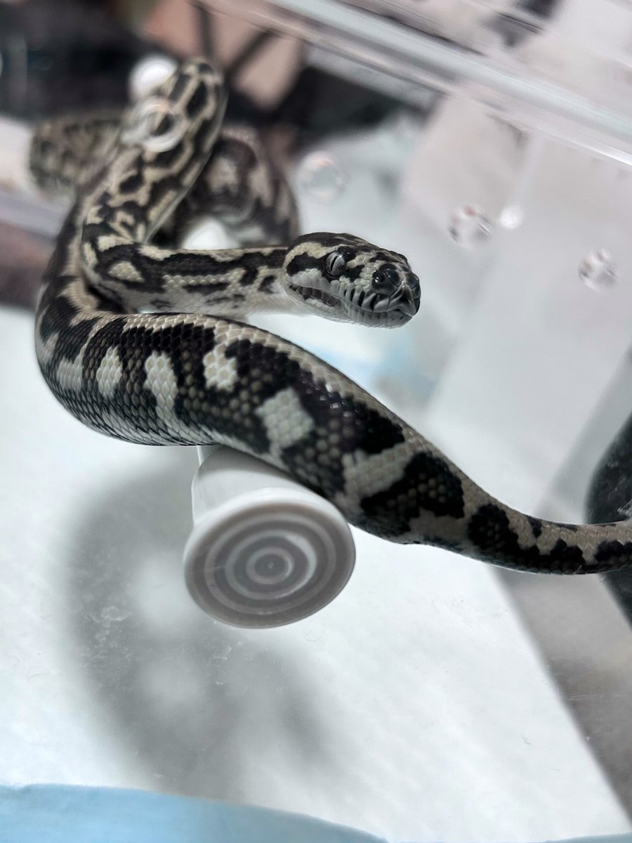 k4Nnn_Anguis's tweet image. 初見→現在

こやつは脱皮後の給餌から排泄してないお陰で腹がパンパンですな😇

カーペットズのメンテしたら元気出た🤙🏼
仕事頑張るぞ〜🤜🏼🤛🏼
#CarpetPython