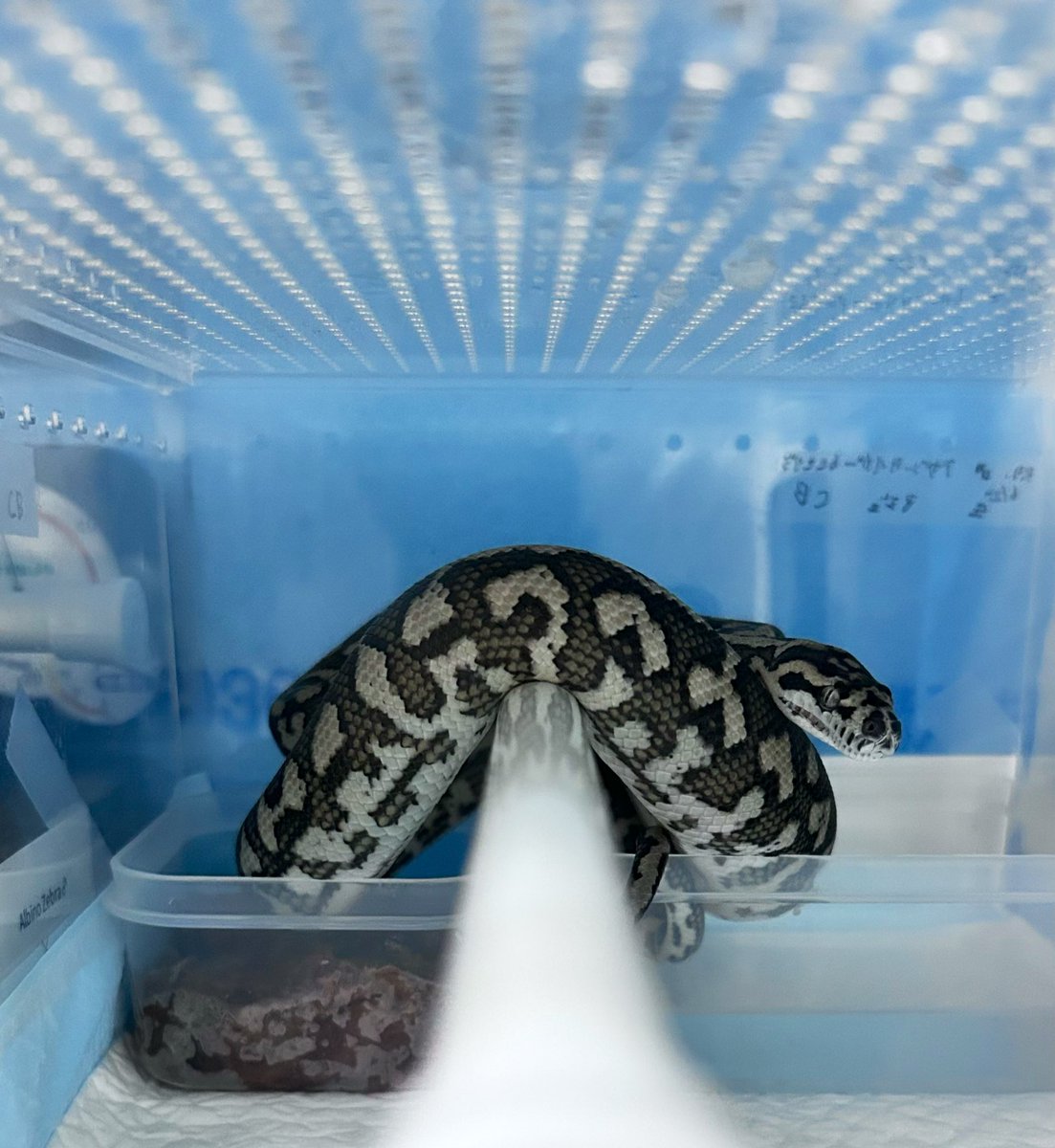 k4Nnn_Anguis's tweet image. 初見→現在

こやつは脱皮後の給餌から排泄してないお陰で腹がパンパンですな😇

カーペットズのメンテしたら元気出た🤙🏼
仕事頑張るぞ〜🤜🏼🤛🏼
#CarpetPython