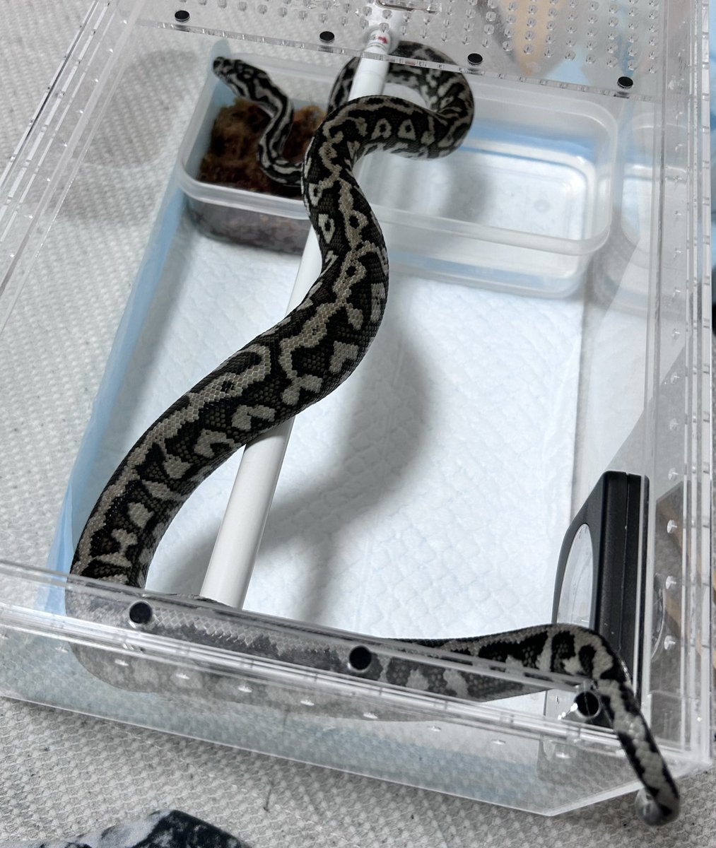 k4Nnn_Anguis's tweet image. 初見→現在

こやつは脱皮後の給餌から排泄してないお陰で腹がパンパンですな😇

カーペットズのメンテしたら元気出た🤙🏼
仕事頑張るぞ〜🤜🏼🤛🏼
#CarpetPython