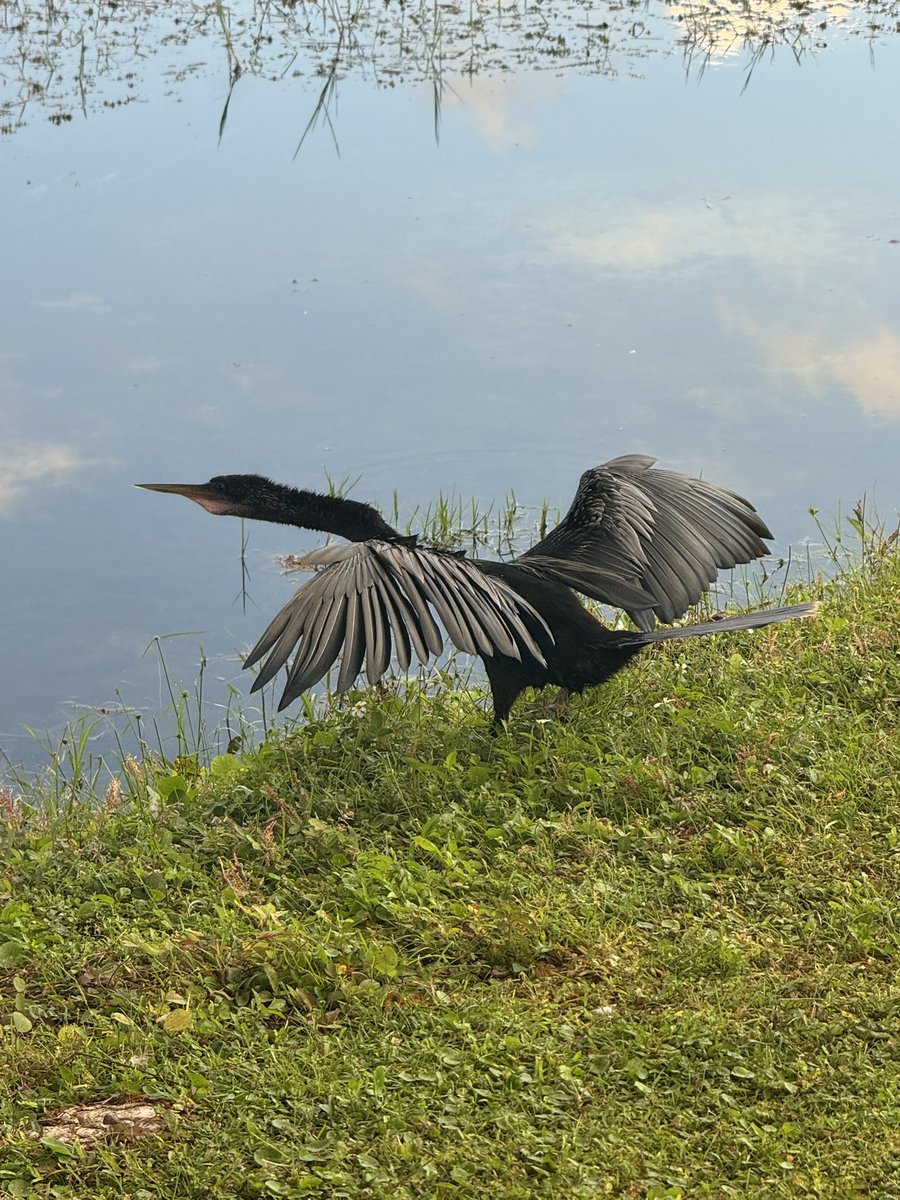 Went to the park to hit my last route for 71 and got a little early morning nature in the process. 73  will be done by end of the day and then we will be here walking even more often 😂

#PokemonGo