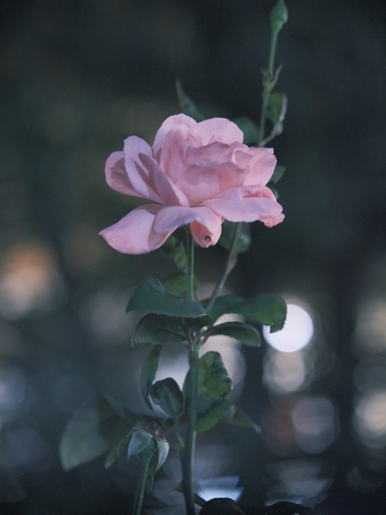 ロッド工房帰り…今宵の
「君は薔薇🌹より美しい」シリーズ📸
大輪の花を咲かせたピンク薔薇が
ワタシを撮って欲しいと📸訴えかけてきたよ～😊
#バリバスグラファイトワークス写真部
#開放倶楽部 #GFX50R #ernestleitzwetzlar
#Leica #leicaelmarit #leicaelmarit90mmf28