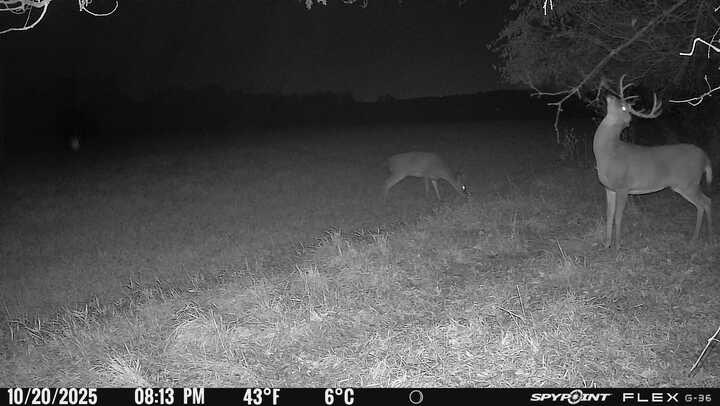 Greatlakesgirl_'s tweet image. Sweet pic 🦌

#SPYPOINT