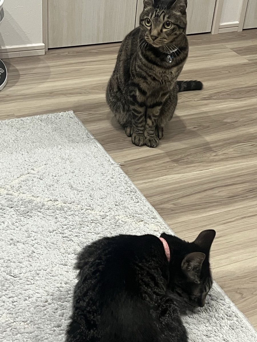 Rose小蔷薇吖 (@Rose_Streams) / Posts / X