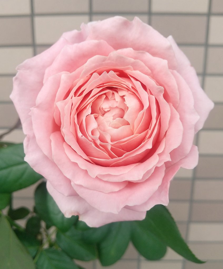 ベランダのバラ (@wFPUIDPcFsETHlv) / Posts / X