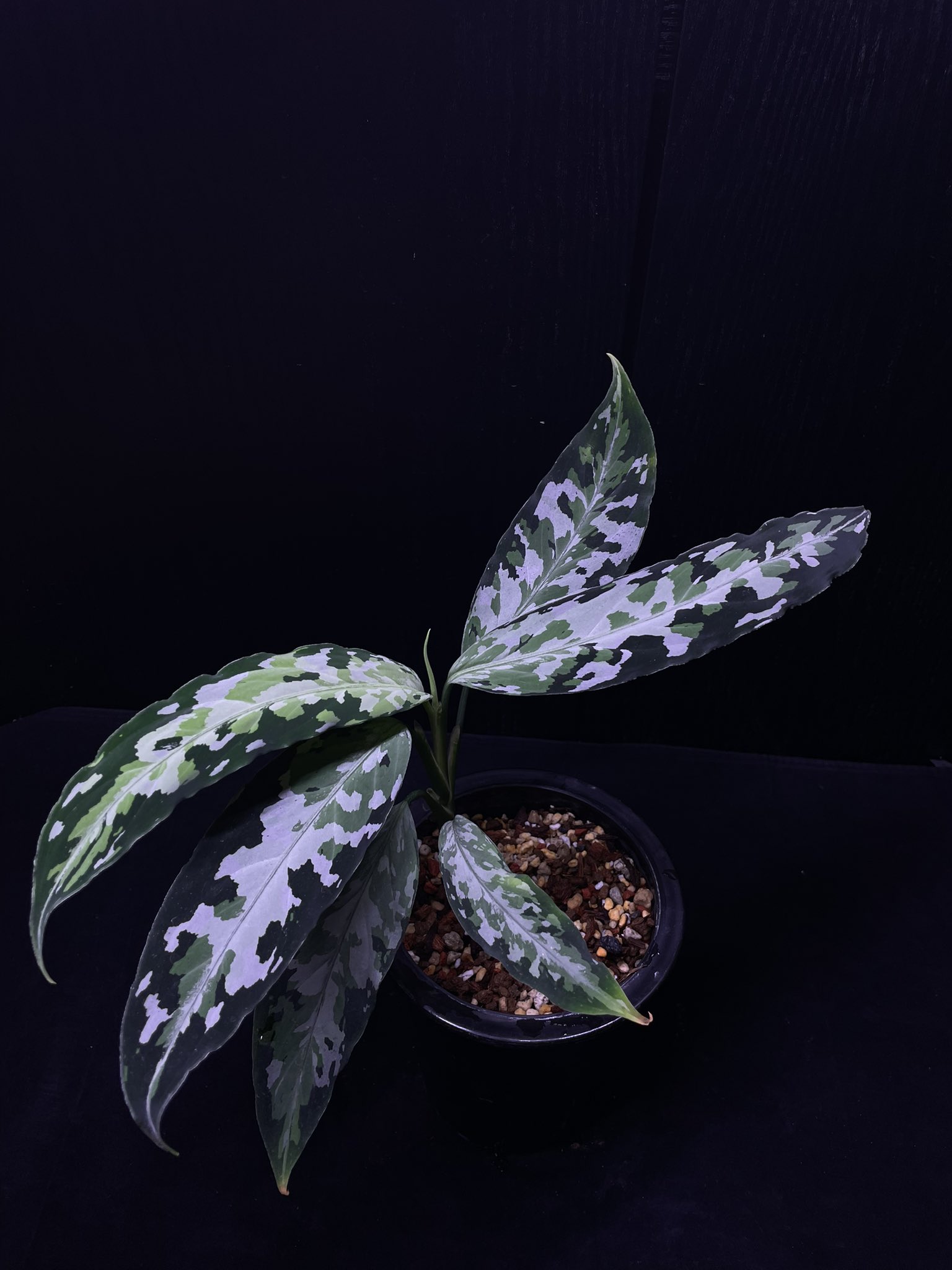 アグラオネマ - Search / X