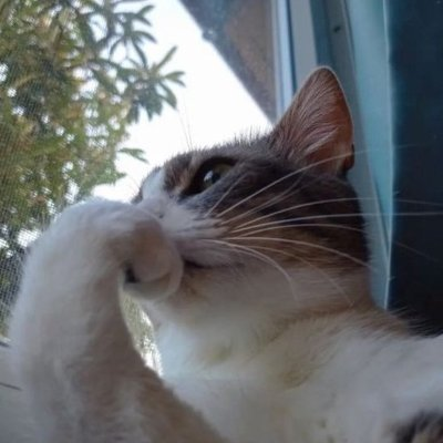 Ogion (@interpellated1) on Twitter photo 