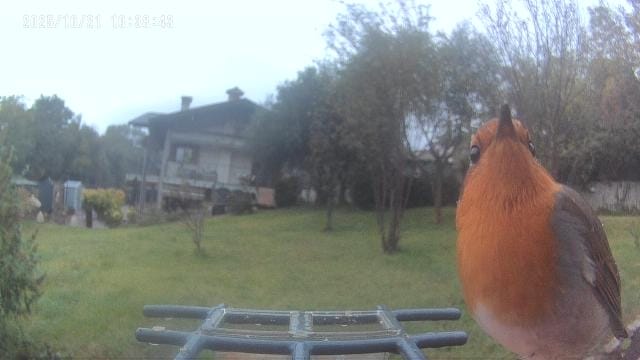 bertoli1966's tweet image. Recently my son received as a present a bird feeder with camera. It took a while for the birds to notice it but now there are many. Very nice.