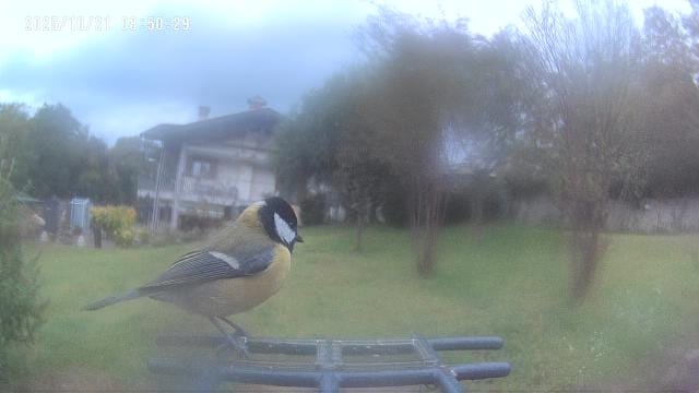 bertoli1966's tweet image. Recently my son received as a present a bird feeder with camera. It took a while for the birds to notice it but now there are many. Very nice.