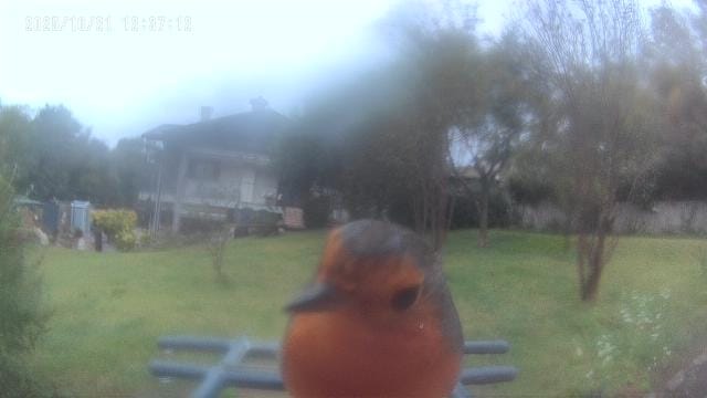 bertoli1966's tweet image. Recently my son received as a present a bird feeder with camera. It took a while for the birds to notice it but now there are many. Very nice.