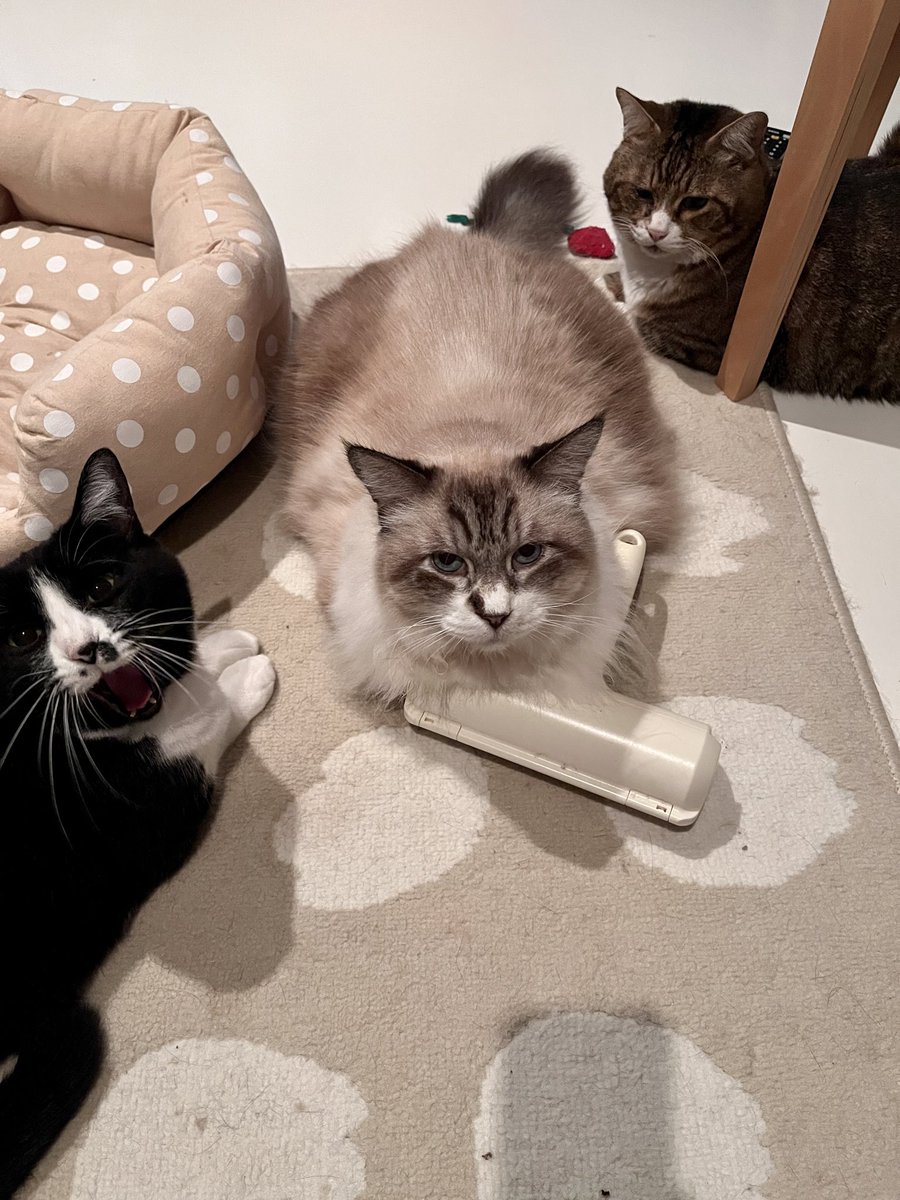 プカプカ猫 in sky shizu* (@14_nekohouse) / Posts / X