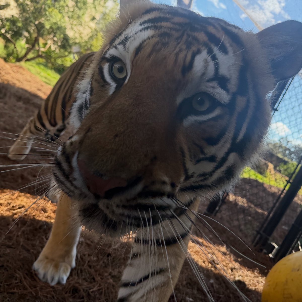 mikeページ Mike VII (@MikeTheTiger) / Posts / X