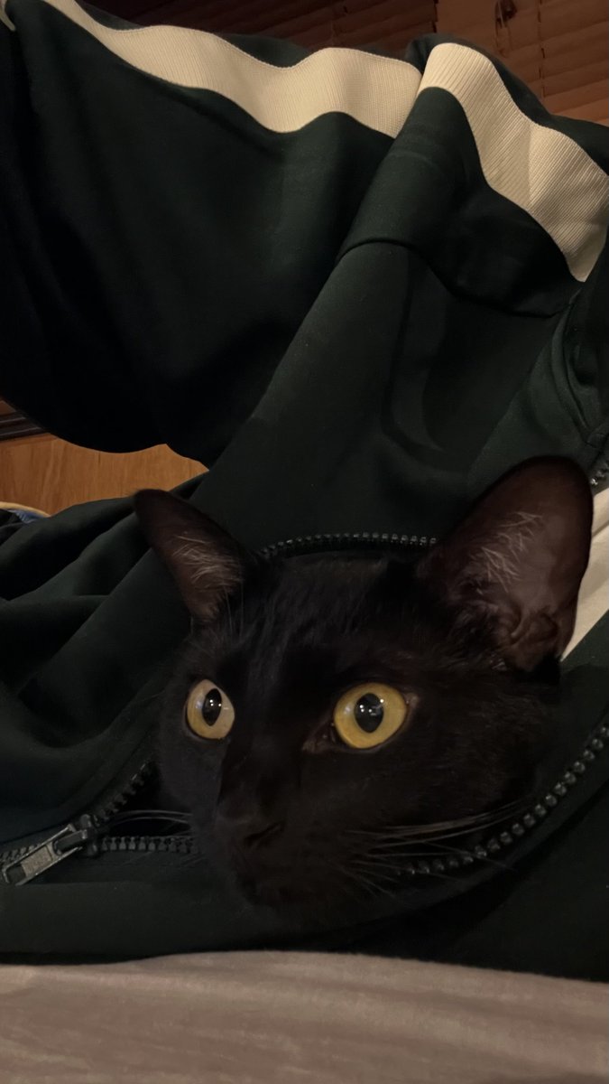 黒猫のいと on X